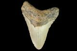 Fossil Megalodon Tooth - North Carolina #109813-1